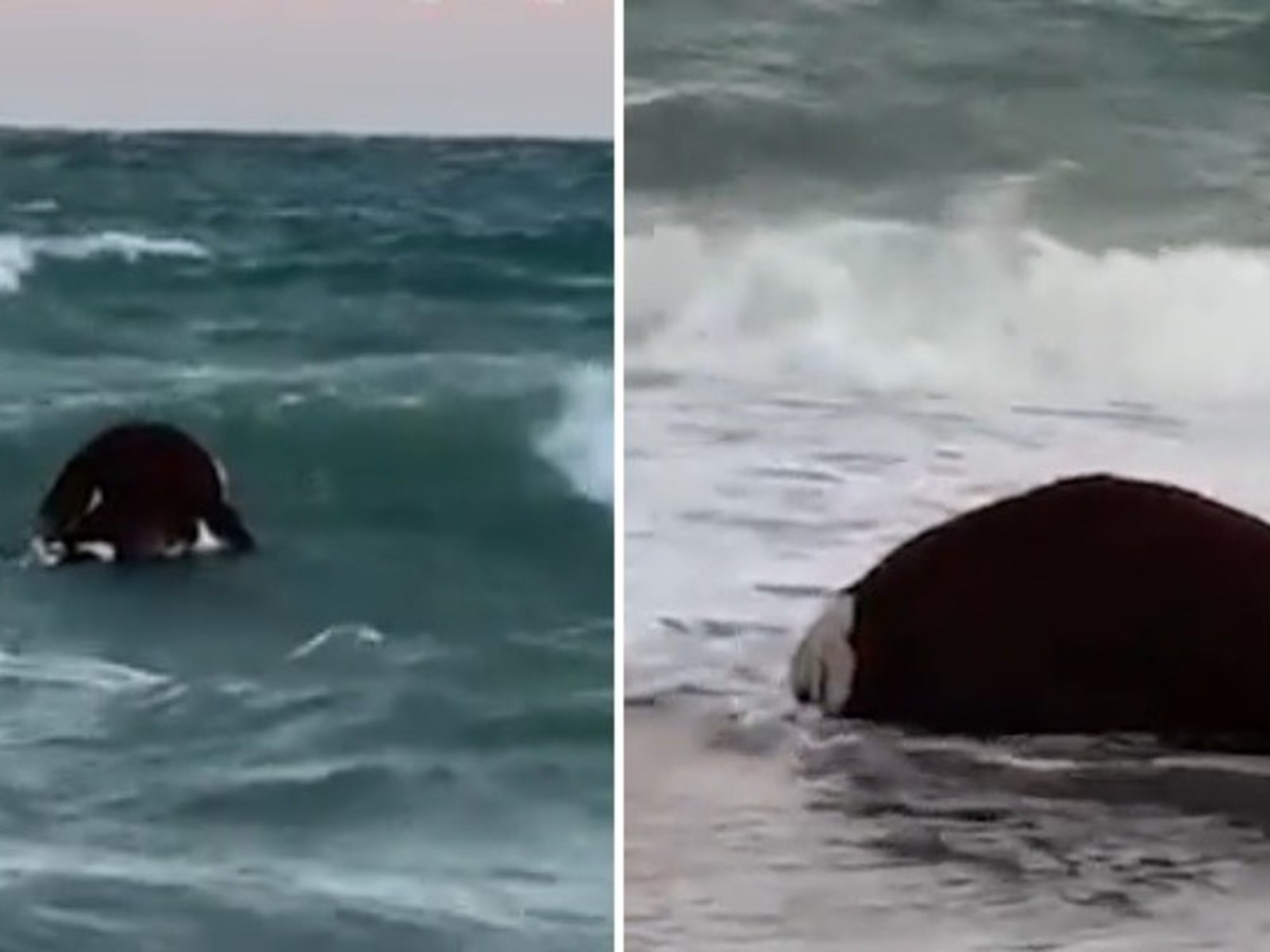 Una vaca muerta apareció flotando en el mar y sorprendió a los turistas en Río Negro