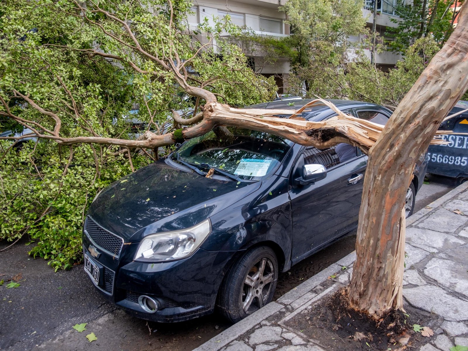 hubo ráfagas de 80 km/h y cayeron árboles y postes de alumbrado