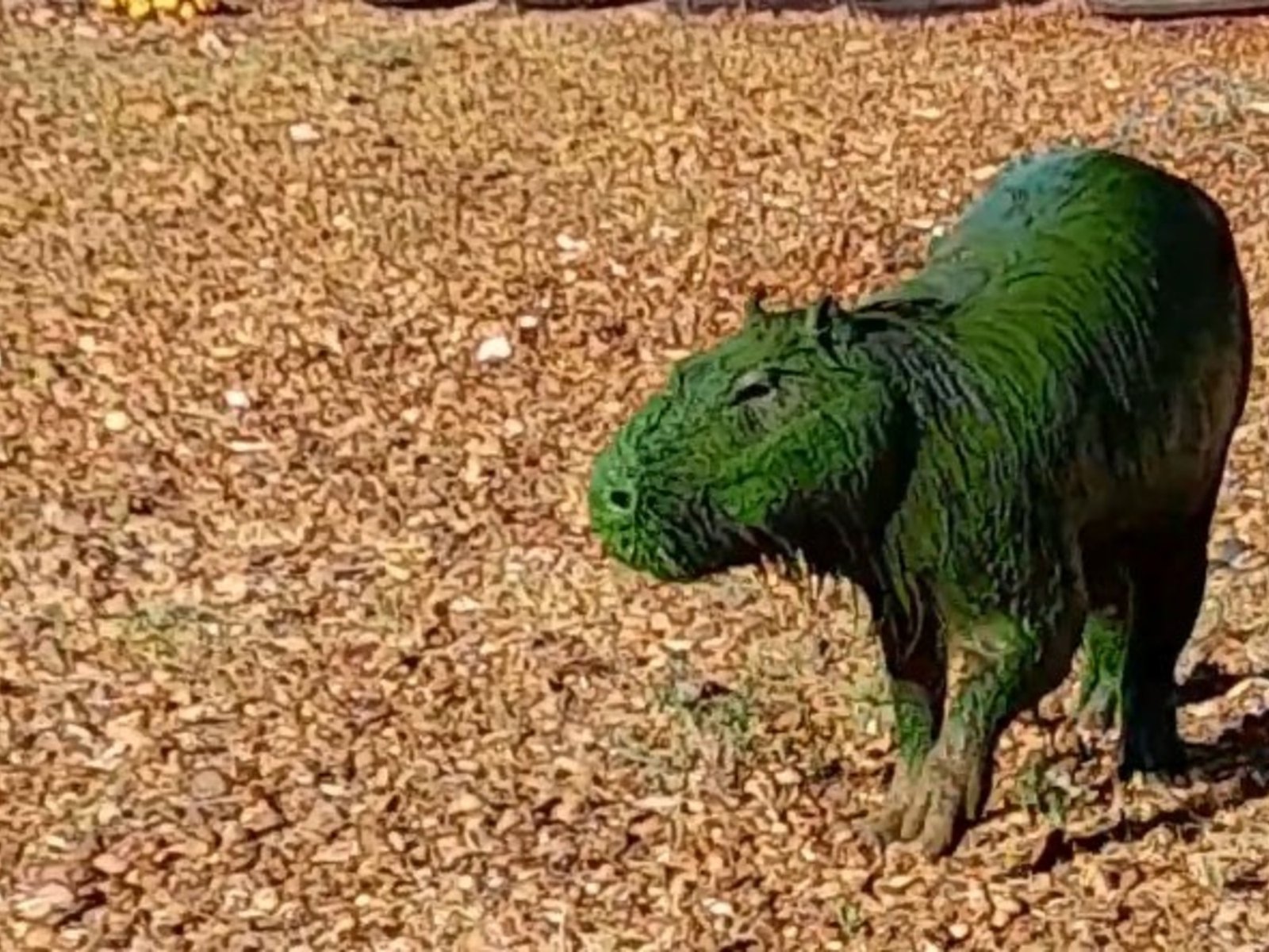 las alarmantes imágenes en Entre Ríos por cianobacterias presentes en el río Uruguay
