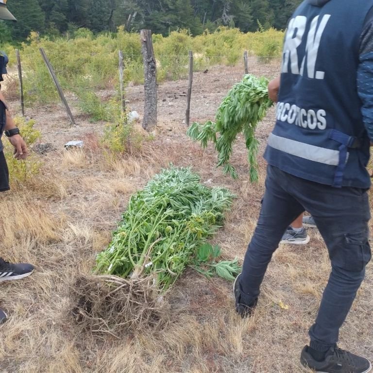 Buscaban un caballo robado y descubrieron una plantación de marihuana de gran escala