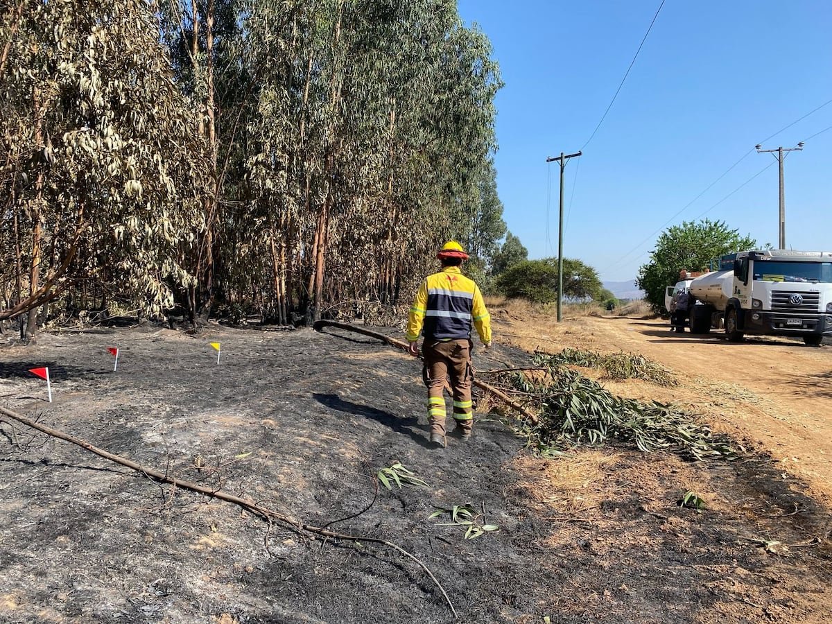 Cerca de 15.000 hectáreas consumidas por incendios en Chile