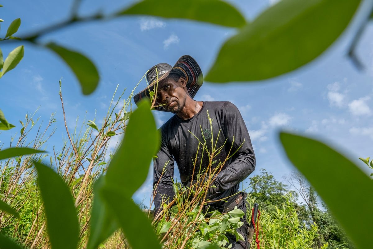 Criminalizando la hoja de coca: negación de derechos