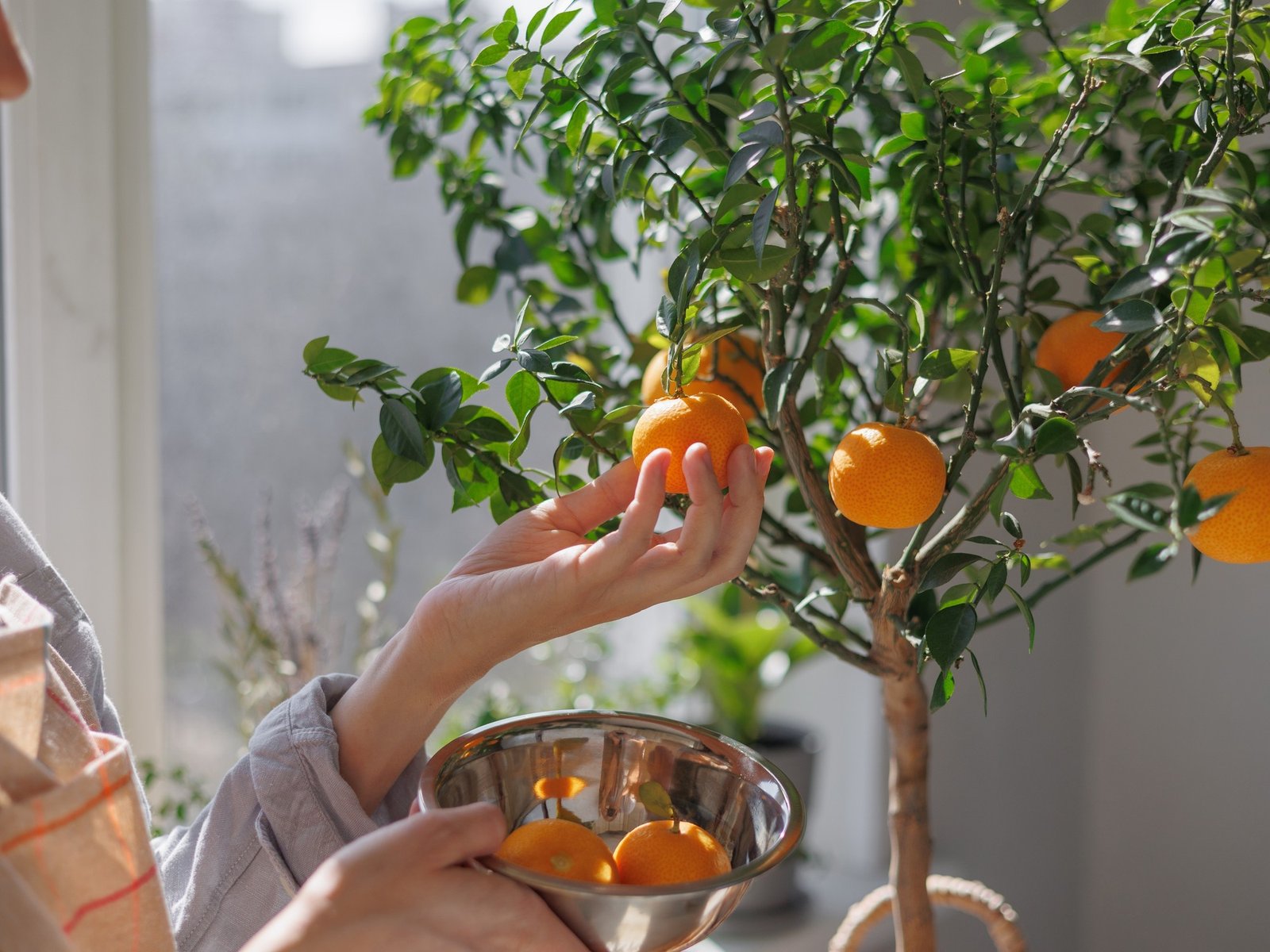 Cuáles son los árboles que podés cultivar en maceta, con flores y frutos rosas, lilas y naranjas y hojas que cambian de color en el otoño