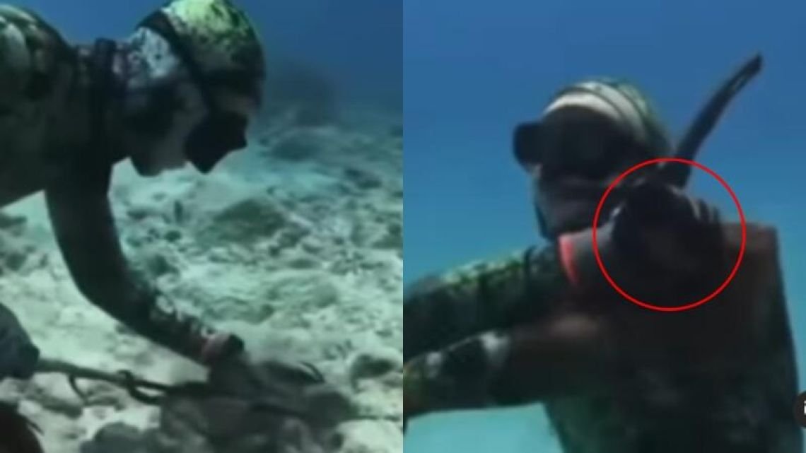 Impactante: así pulpo atacó a buzo en el fondo del mar