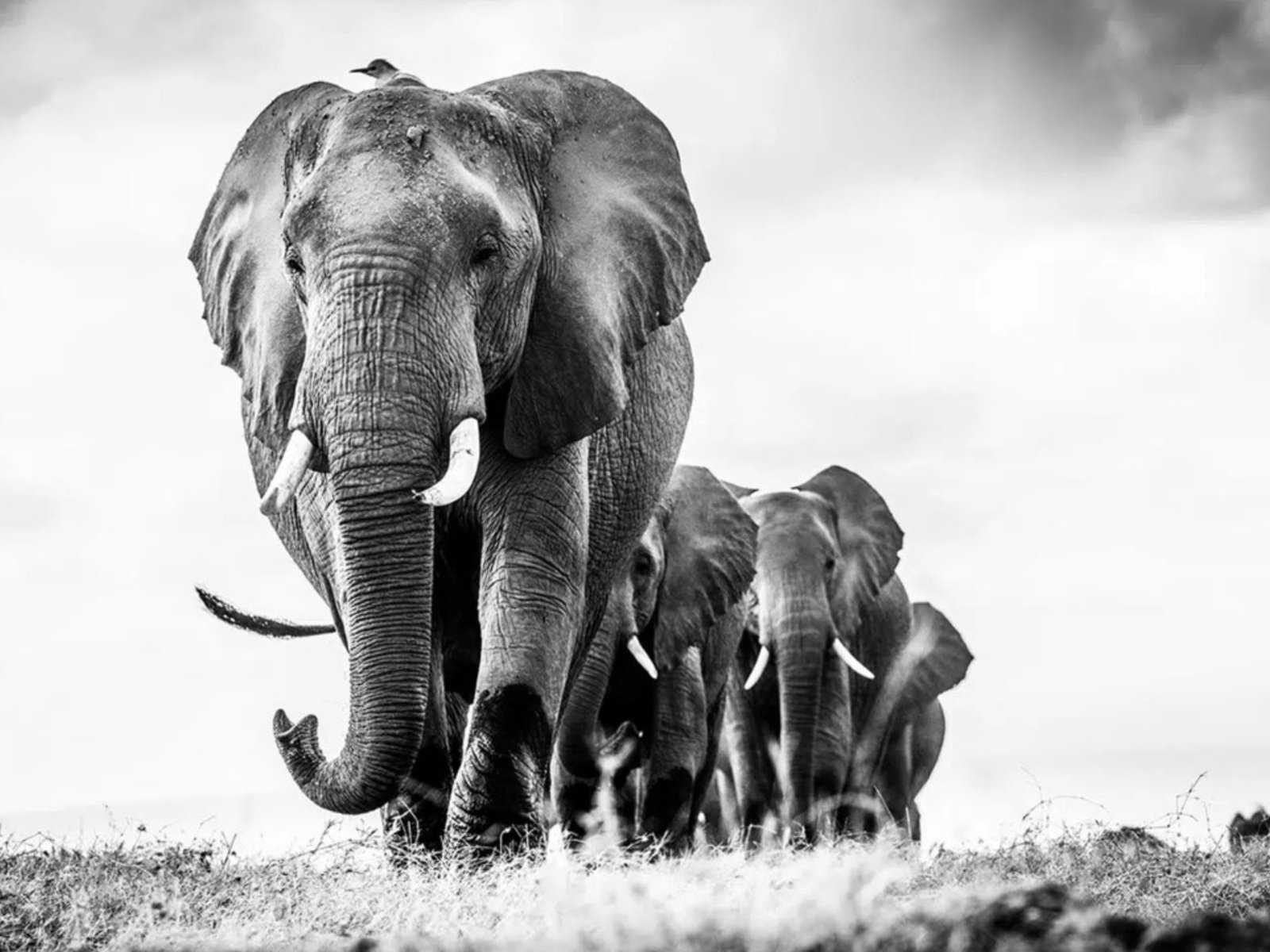 La fotógrafa argentina que retrata las maravillas de la fauna salvaje