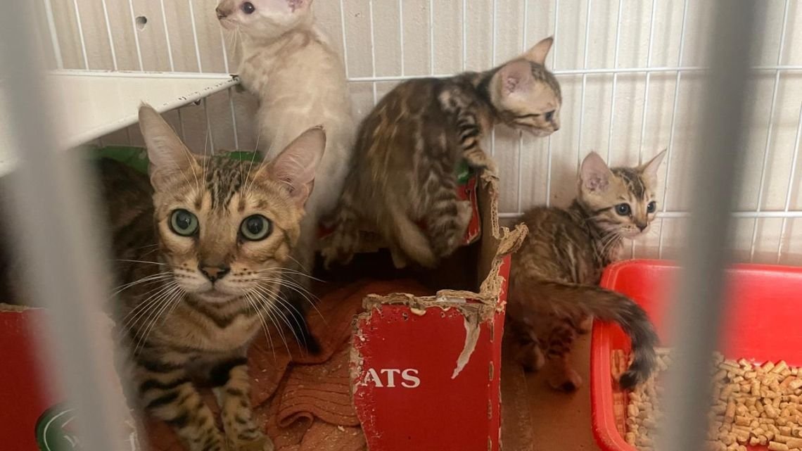 La policía de las ciudad rescató 18 gatos y 15 perros en dos allanamientos