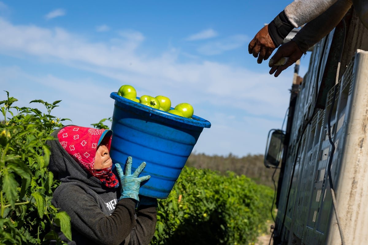 Los inmigrantes pagan el 19,2% de los impuestos en Estados Unidos, más de 650.000 millones de dólares | Negocios en Estados Unidos