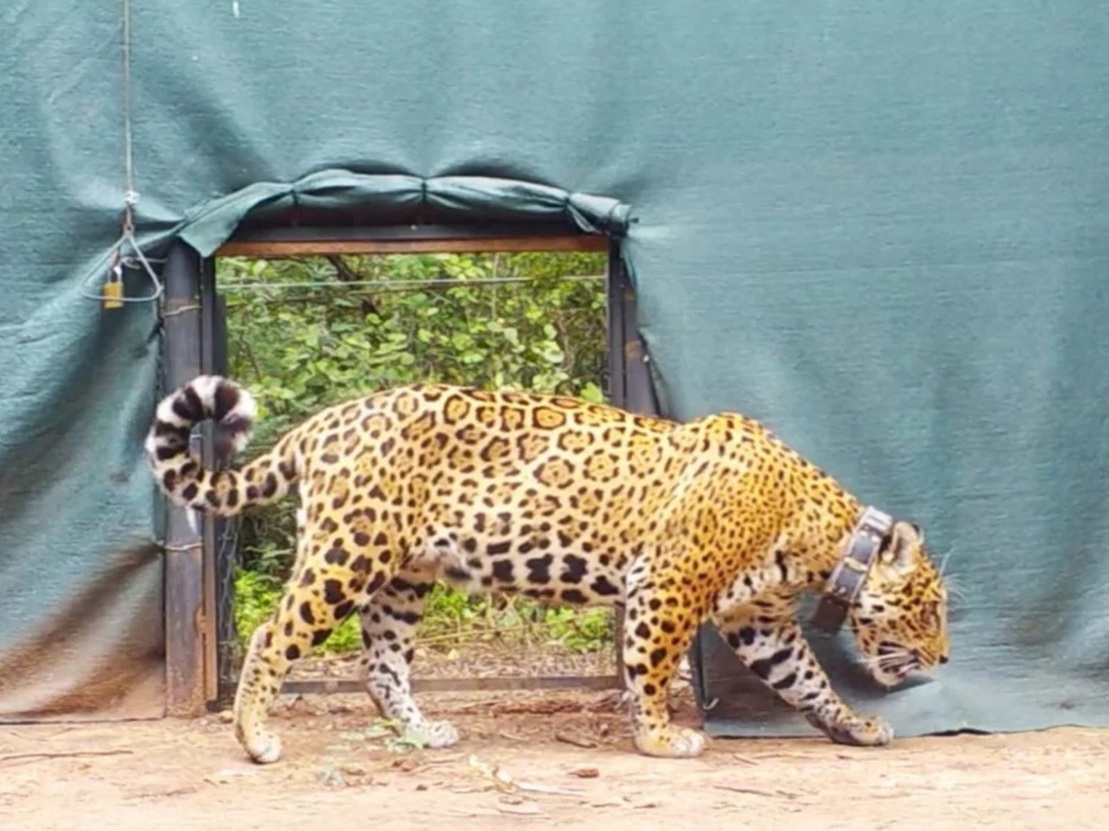 Para tratar de preservar la especie, liberaron en El Impenetrable a la yaguareté “Miní”