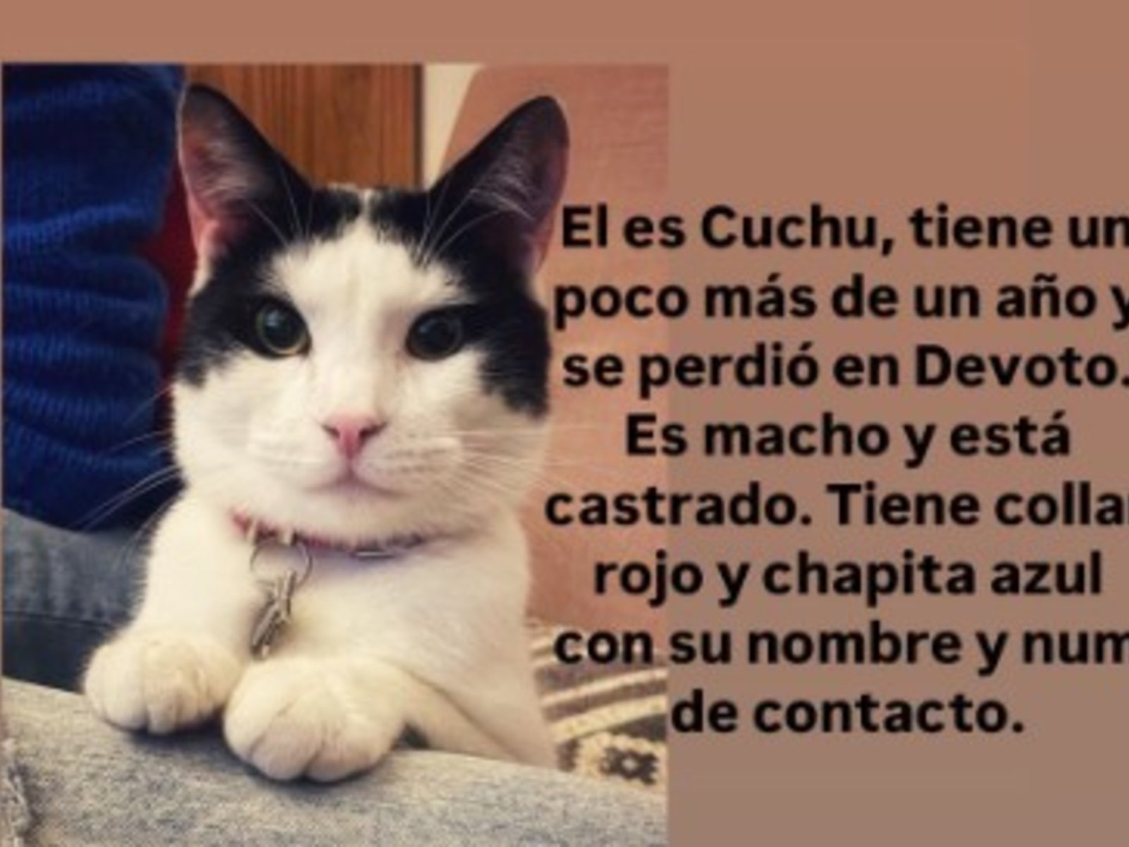 cómo son las estafas a familias que buscan a sus mascotas perdidas