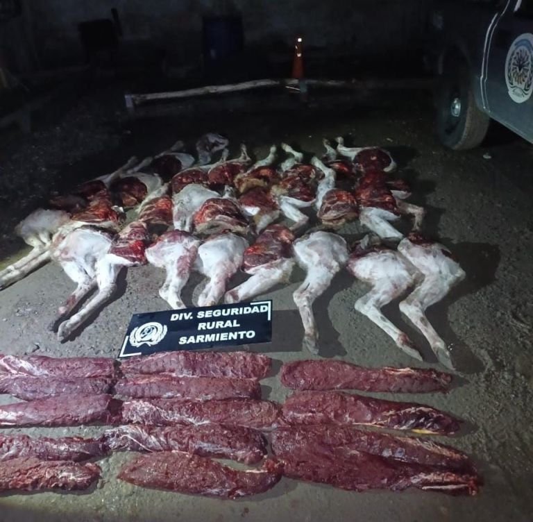 Cazadores fueron sorprendidos con siete guanacos faenados