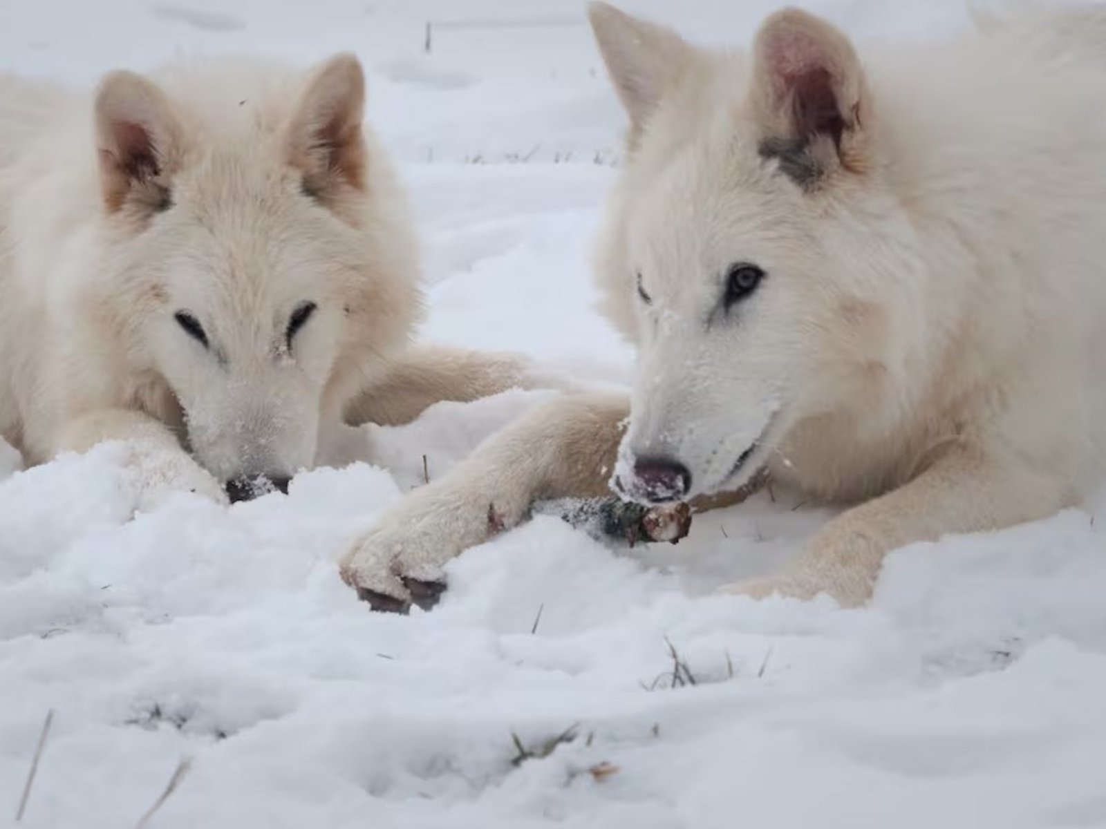Científicos aseguran haber revivido al “lobo terrible”, que se había extinguido hace más de 10 mil años