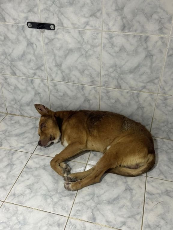 Crueldad animal en Comodoro: atacaron a un perro con un cuchillo