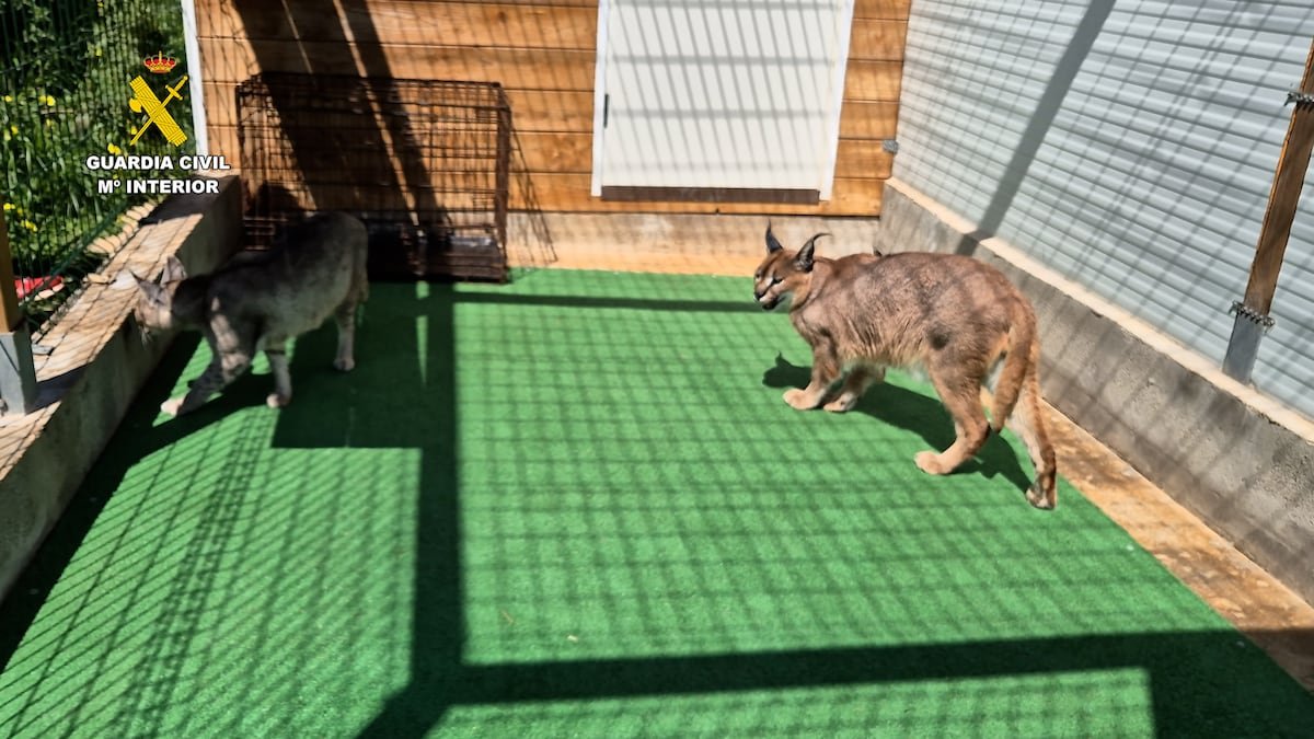 Destapada una red internacional que vendía tigres blancos y leopardos negros por las redes sociales desde Mallorca | Noticias de la Comunidad Valenciana