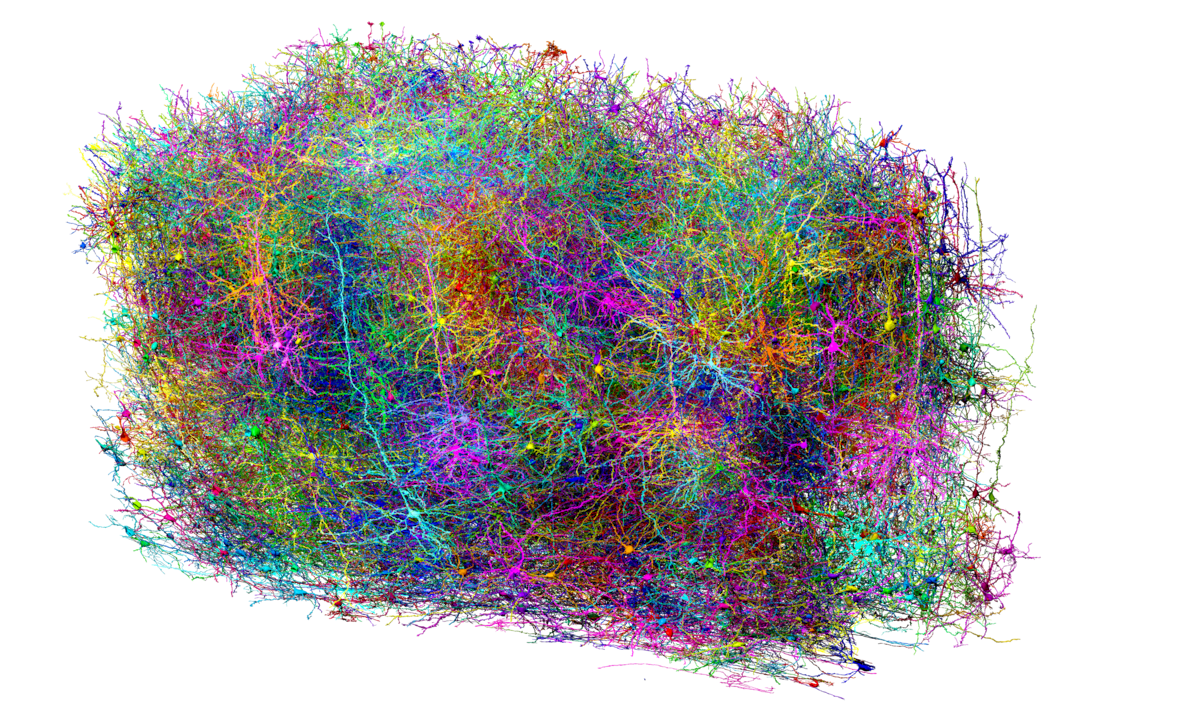El mapeo de un minúsculo trozo de cerebro de ratón abre un camino inexplorado para comprender la inteligencia humana | Salud y bienestar