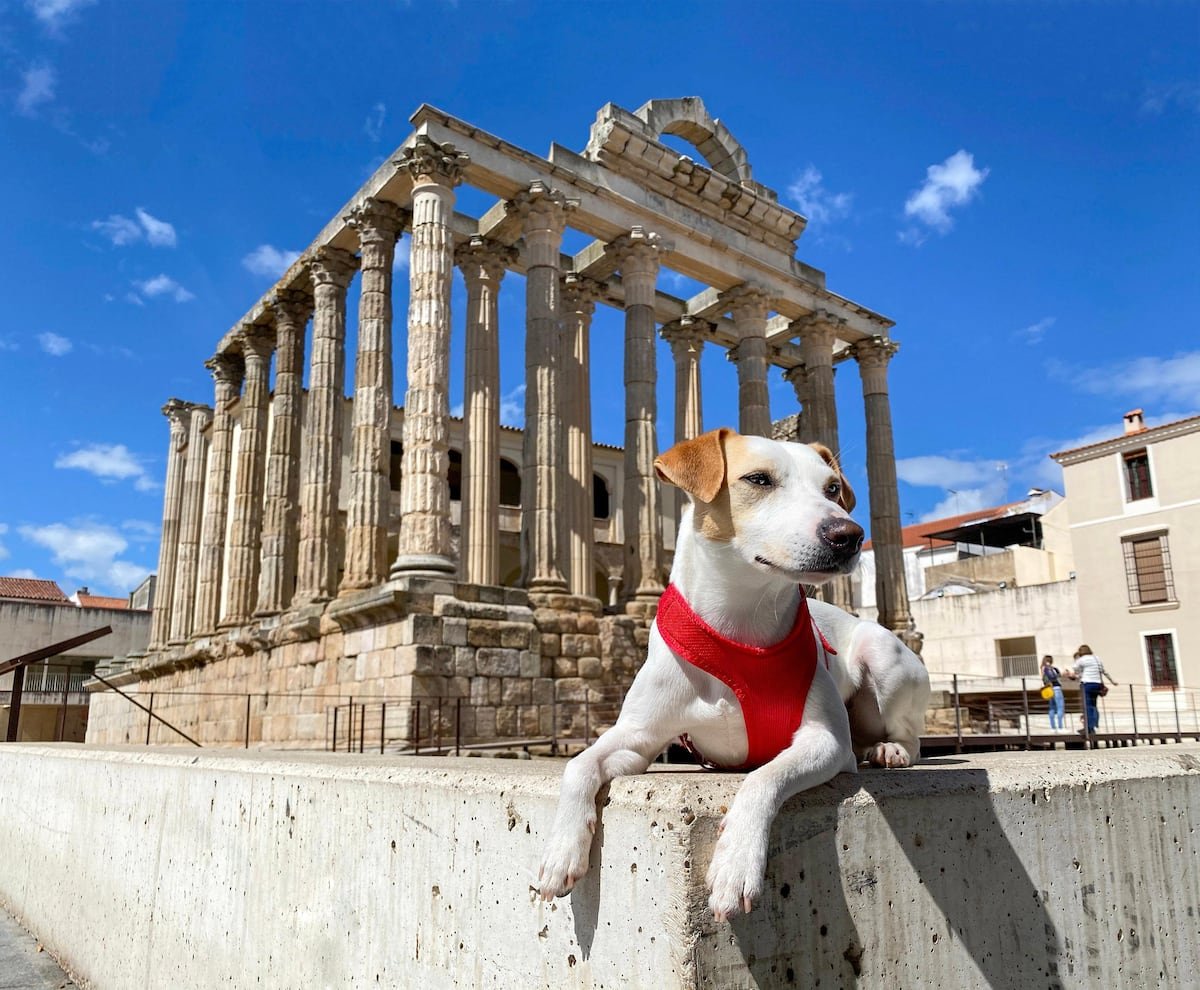 El turismo busca dar respuesta a la pregunta de cada verano: “¿Aceptan mascotas?” | Fortuna