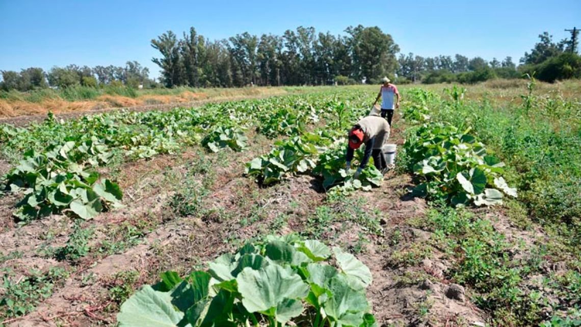 “Especula el exportador, no el productor”: bronca en el campo por presión para liquidar cosechas