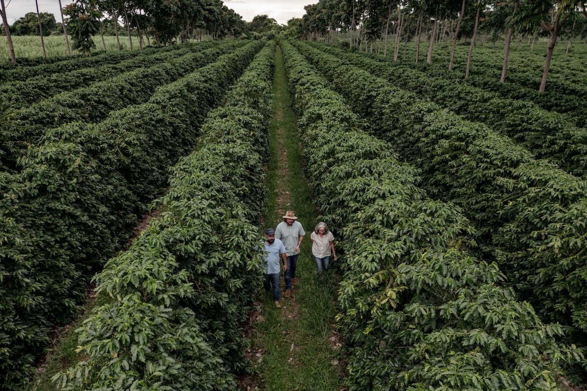 IRAdvocates: Dos demandas presionan al sector del café en Brasil a luchar contra el trabajo “análogo a la esclavitud” y revelar sus cadenas de suministro | Planeta Futuro