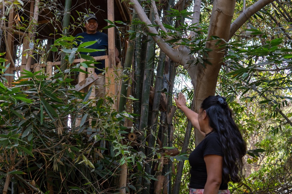 La familia que sembró una ‘selva’ con más de cien especies de árboles en un cerro árido de Lima | América Futura