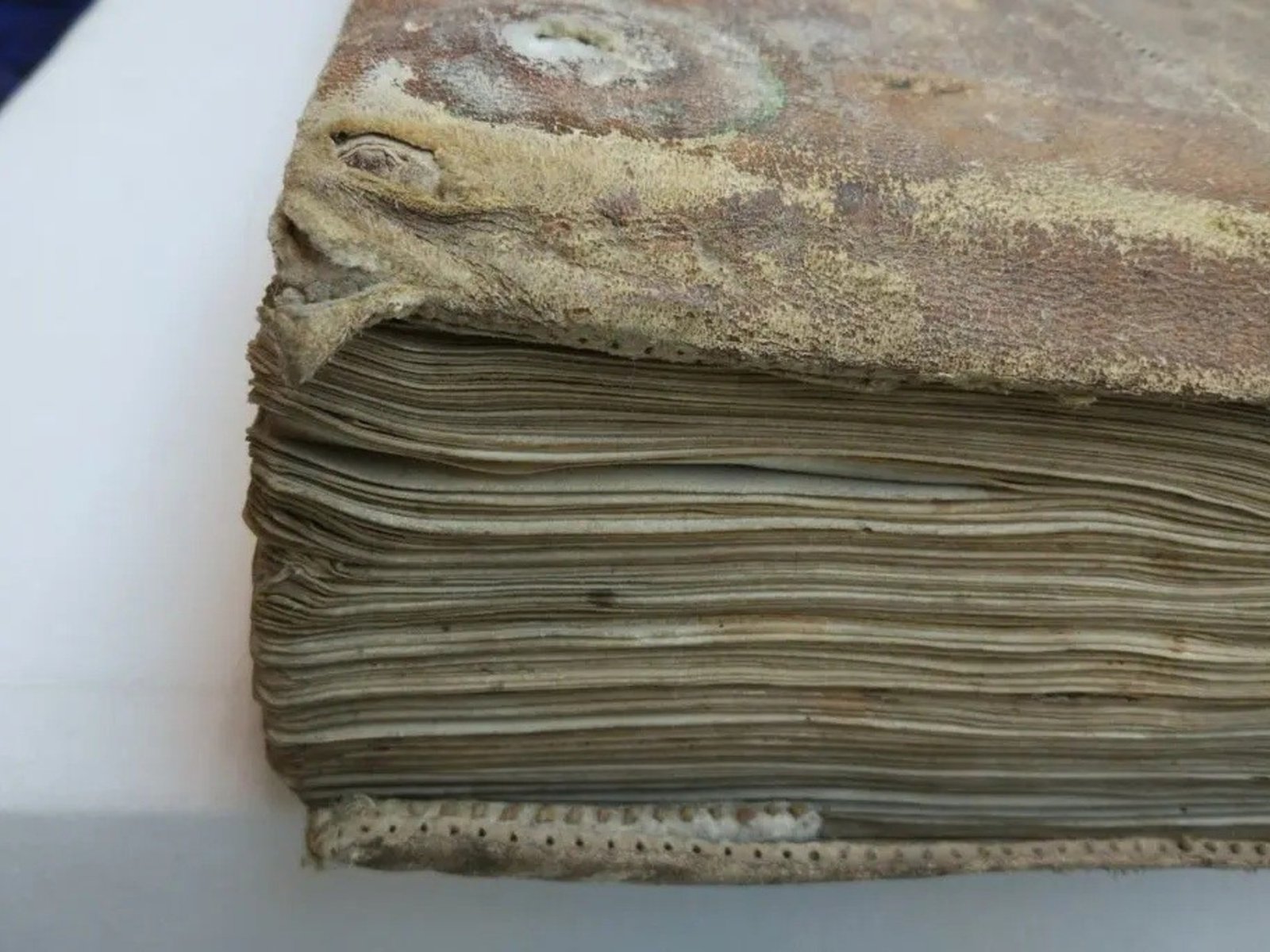 La piel de misteriosos libros medievales escondía una sorpresa peluda
