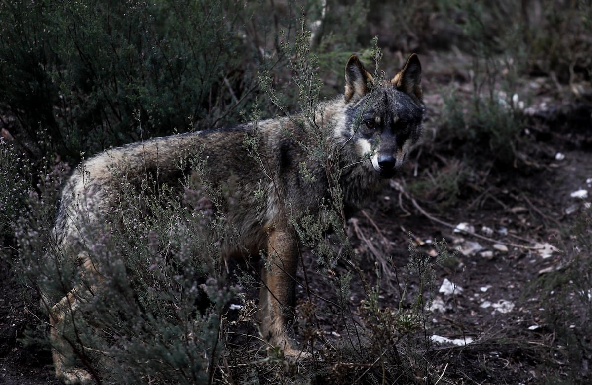 La sociedad civil se mueve para defender al lobo: recursos judiciales, colectas y una gran manifestación | Clima y Medio Ambiente