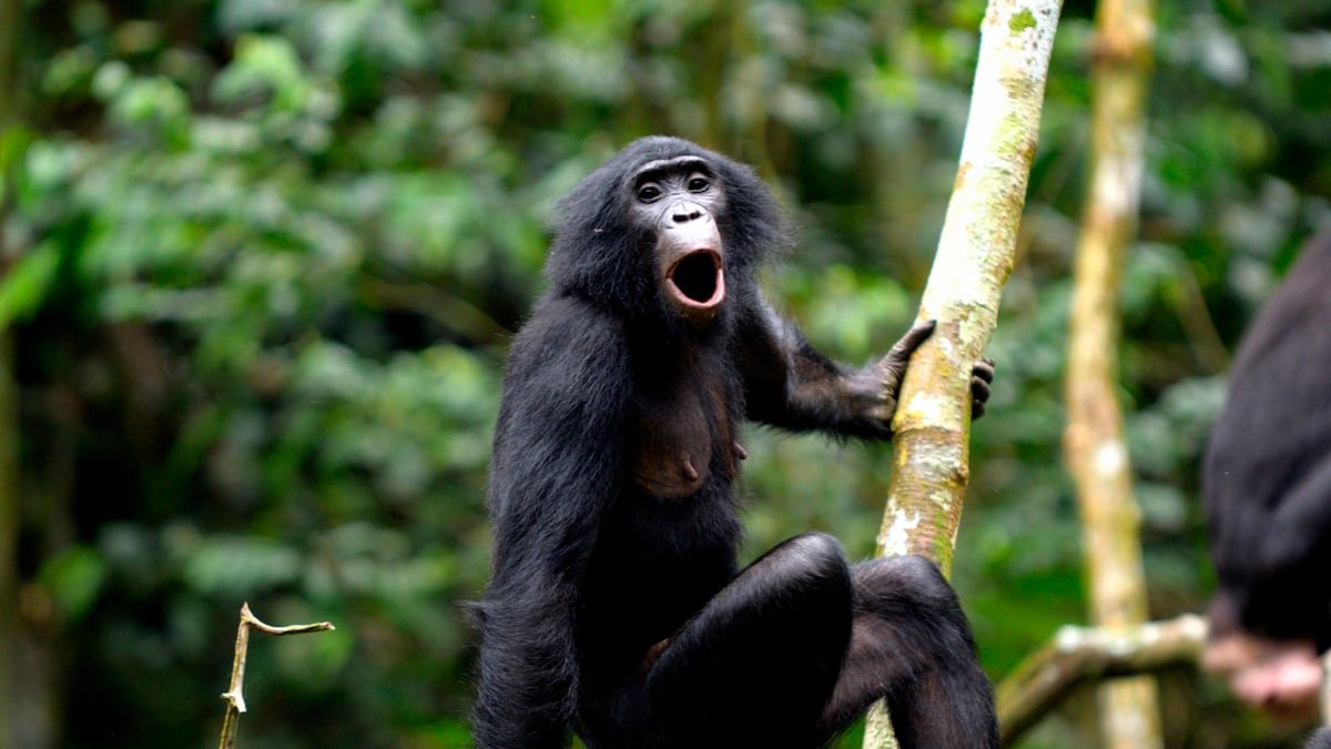 Los bonobos se comunican usando un principio universal de las lenguas humanas | Ciencia