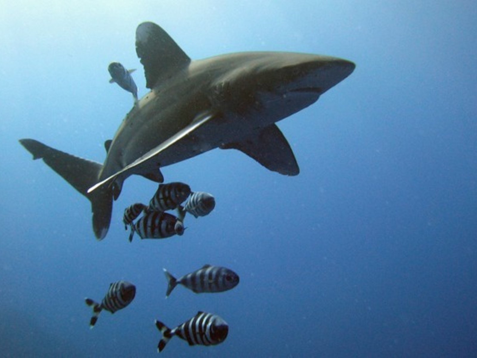 Los tiburones que son guardianes de un ecosistema marino único y están en riesgo por la salvaje depredación de los pesqueros ilegales