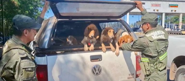 Maltrato animal: Rescatan a 21 perros y dos gallos transportados en malas condiciones en Chaco