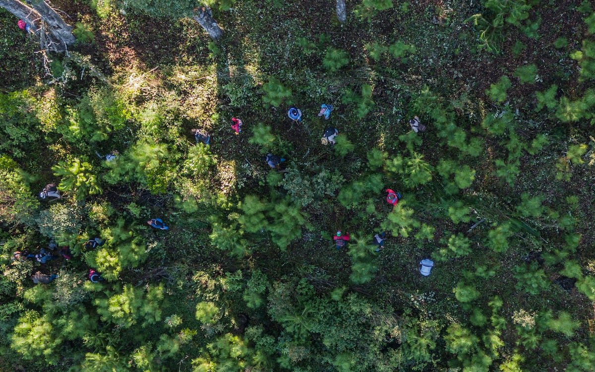 Mercados voluntarios de carbono: una alternativa para financiar el futuro del planeta | América Futura