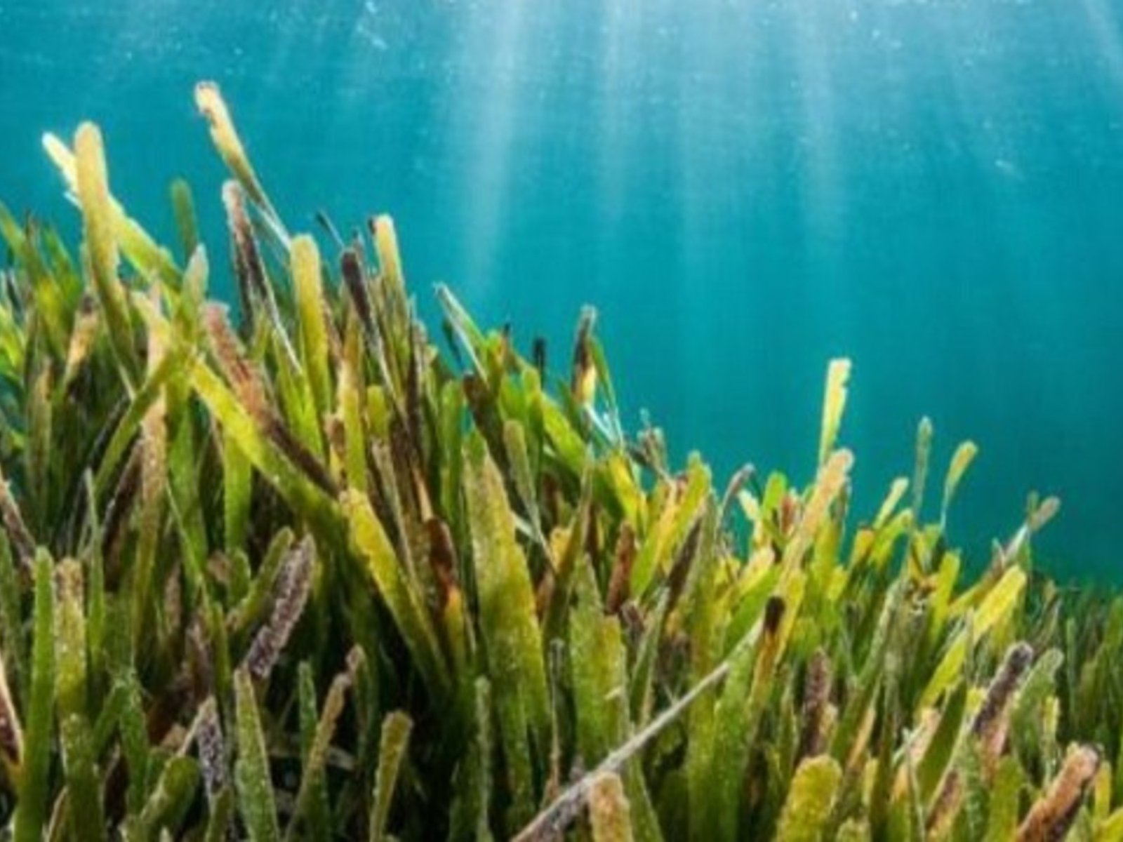 No hay leyes o tratados que protejan una de las praderas marinas más grandes del mundo