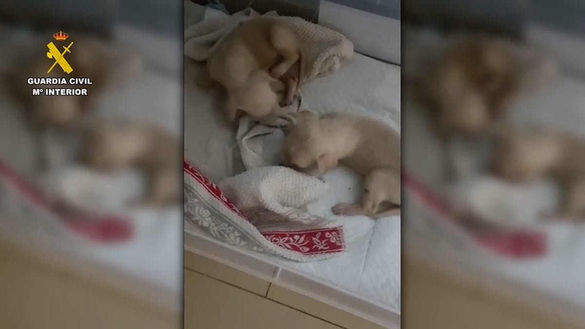 Un hombre tira tres cachorros a un contenedor en Collado Mediano y dice que su perra “se los había comido” | Noticias de Madrid