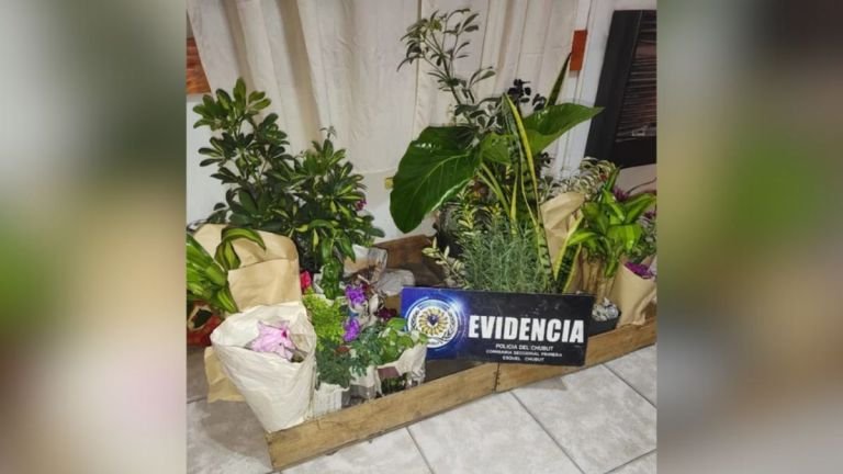 Un vendedor ambulante fue arrestado por falsificación tras reclamar sus plantines