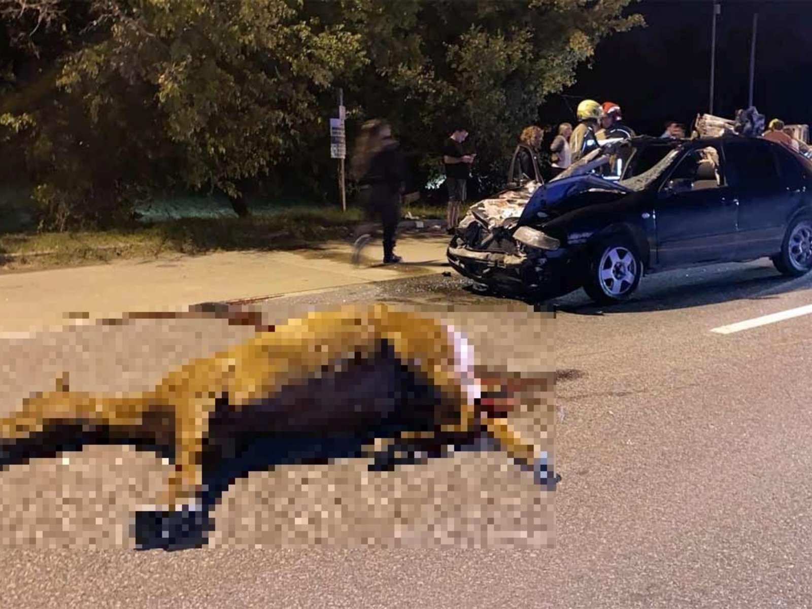 Una estampida de caballos frente a un club de polo causó una tragedia: murió una docente