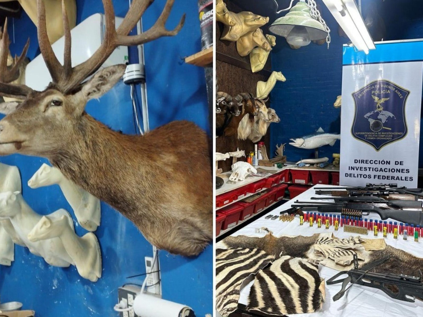 allanaron taller clandestino con animales exóticos embalsamados