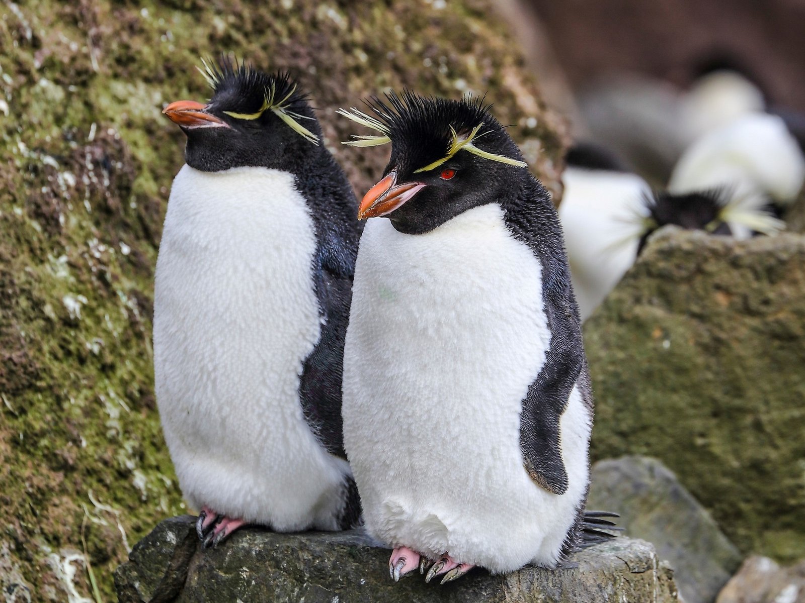 los pingüinos “famosos” que están yendo a Brasil y se los puede seguir online