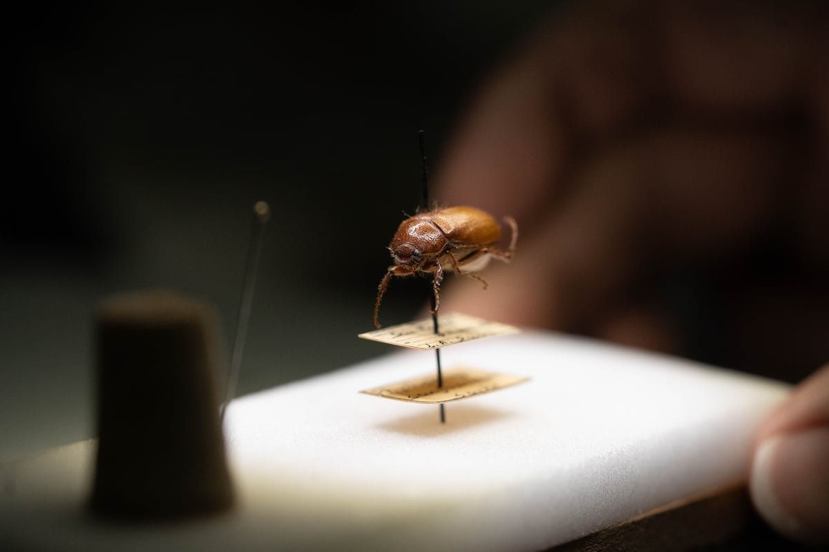 Costa Rica está perdiendo sus “abejones de mayo”, que marcan el comienzo de las lluvias | América Futura