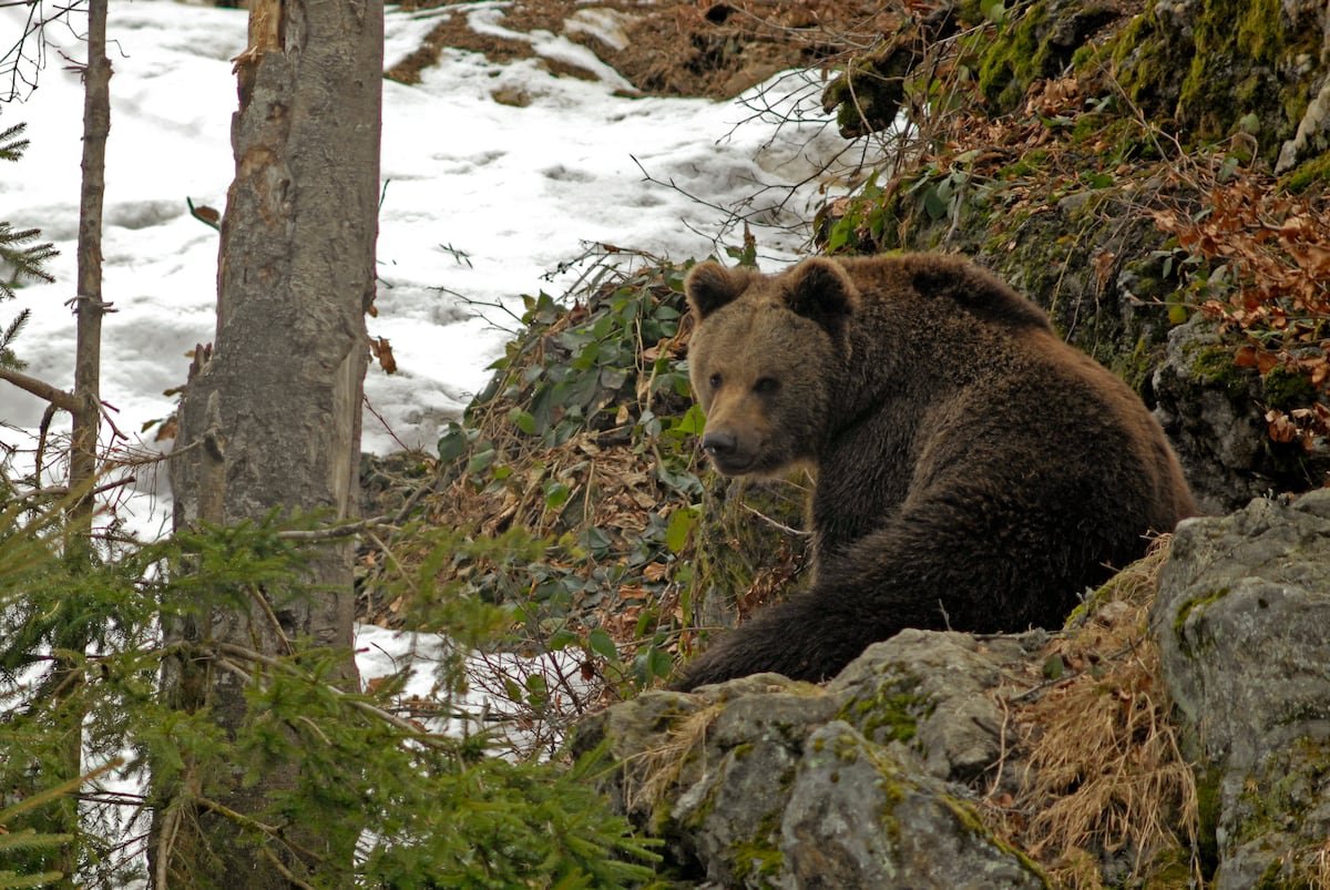 Cuatro meses de cárcel a un cazador por matar a un oso en los Pirineos franceses | Clima y Medio Ambiente
