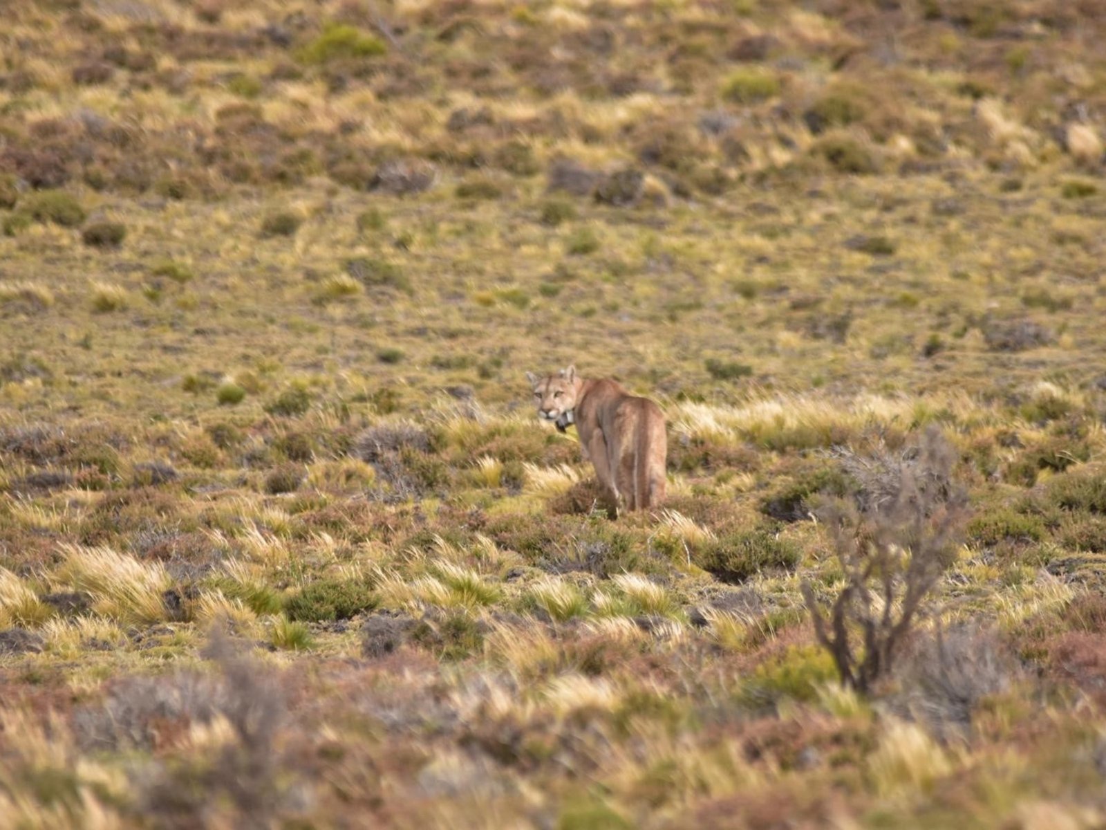 El increíble viaje de la puma que recorrió 400 kilómetros en 50 días hacia el mar y volvió