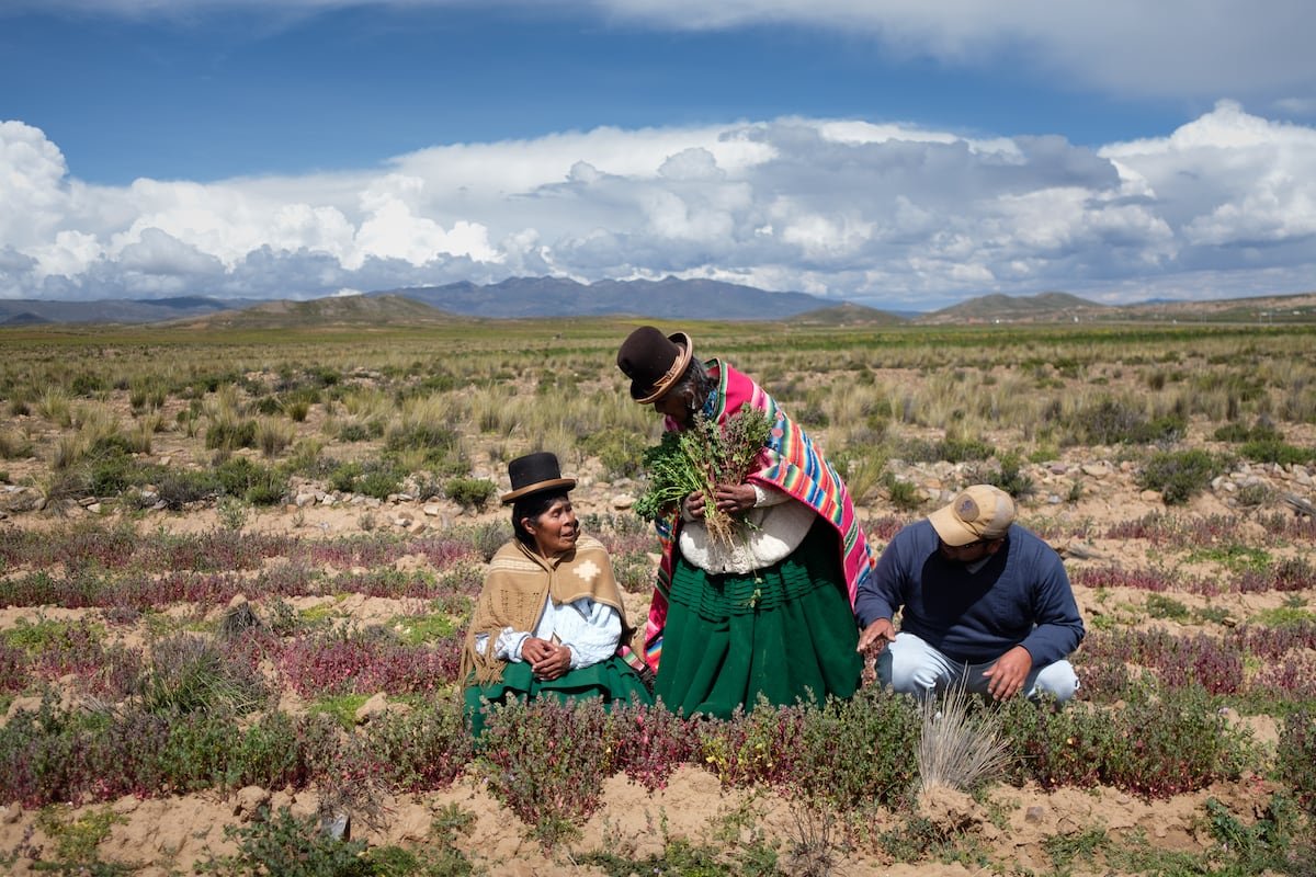 El sueño del Altiplano boliviano: que un grano andino pueda combatir el éxodo rural | América Futura