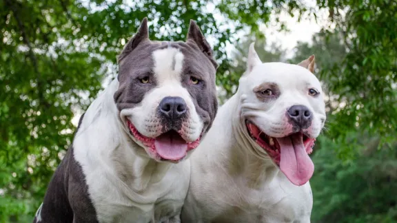 Horror: dos pitbulls atacaron a un hombre en su propia casa y serán sacrificados