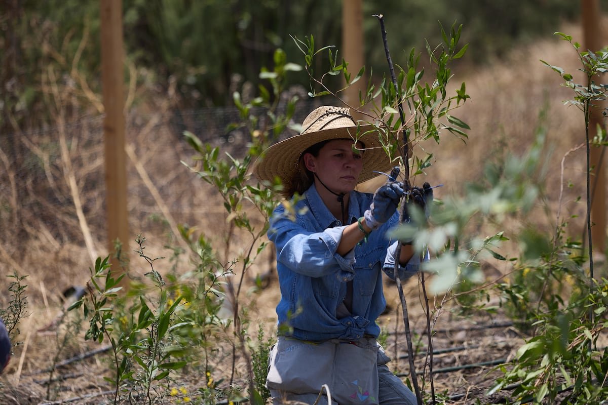 Miyawaki en Nezahualcóyotl: el método japonés para crear bosques llega a México