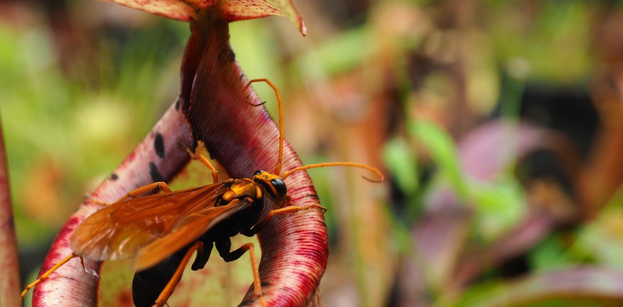 Plantas cazadoras que parecen salidas de una película de terror