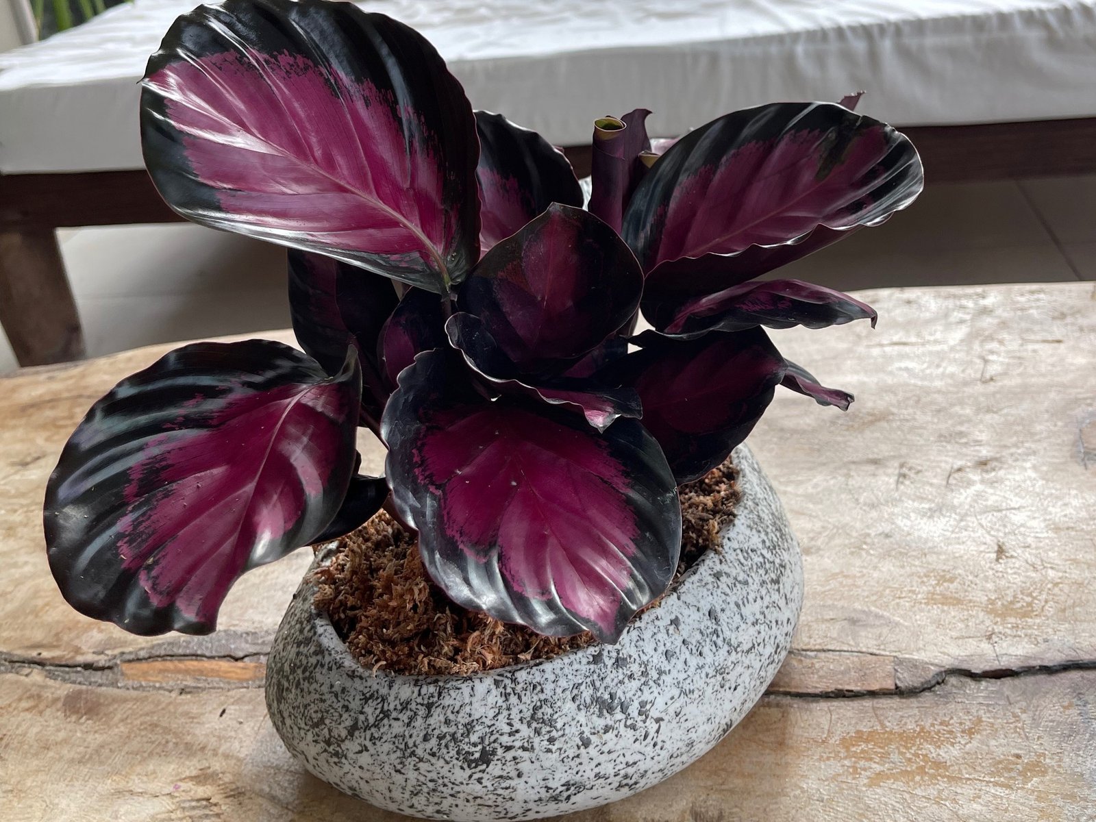 plantas de interior ideales para espacios pequeños y que requieren pocos cuidados