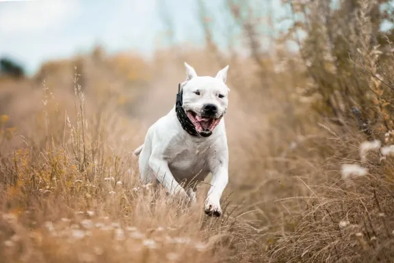 Ataque: una persona fue gravemente herida por una jauría de perros en el barrio Km 8