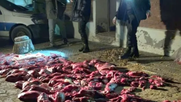 Detuvieron en Gaiman una camioneta con 250 kg de carne de guanaco faenada