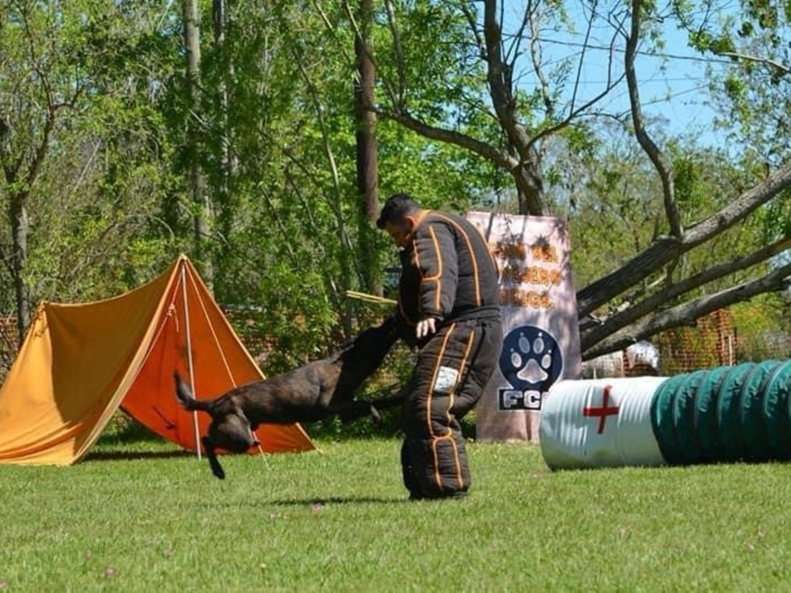 cómo es el deporte canino que ya tiene 20 perros “atletas” en Argentina