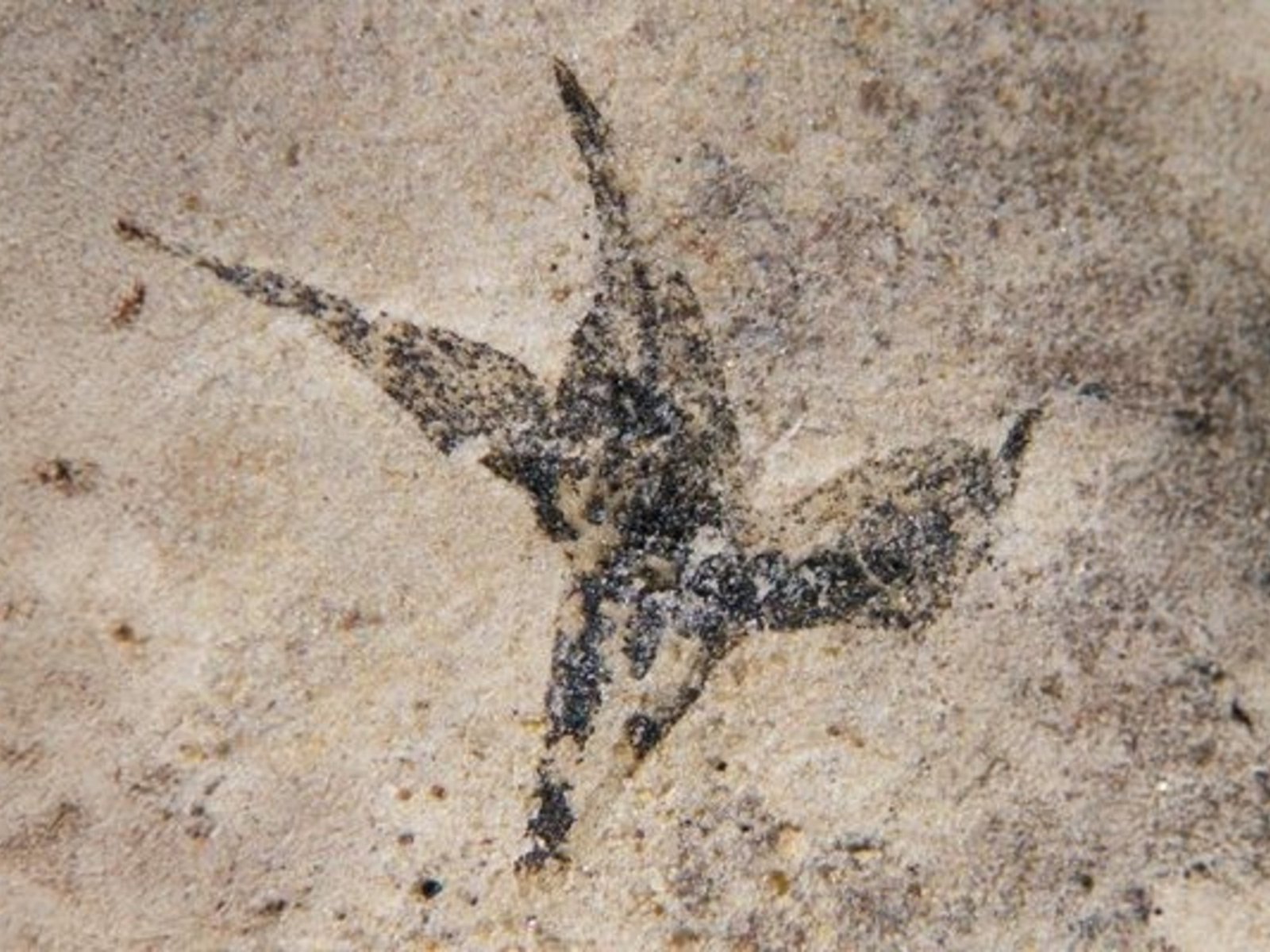 la bautizaron “pequeña estrella del sur” y tiene 100 millones de años