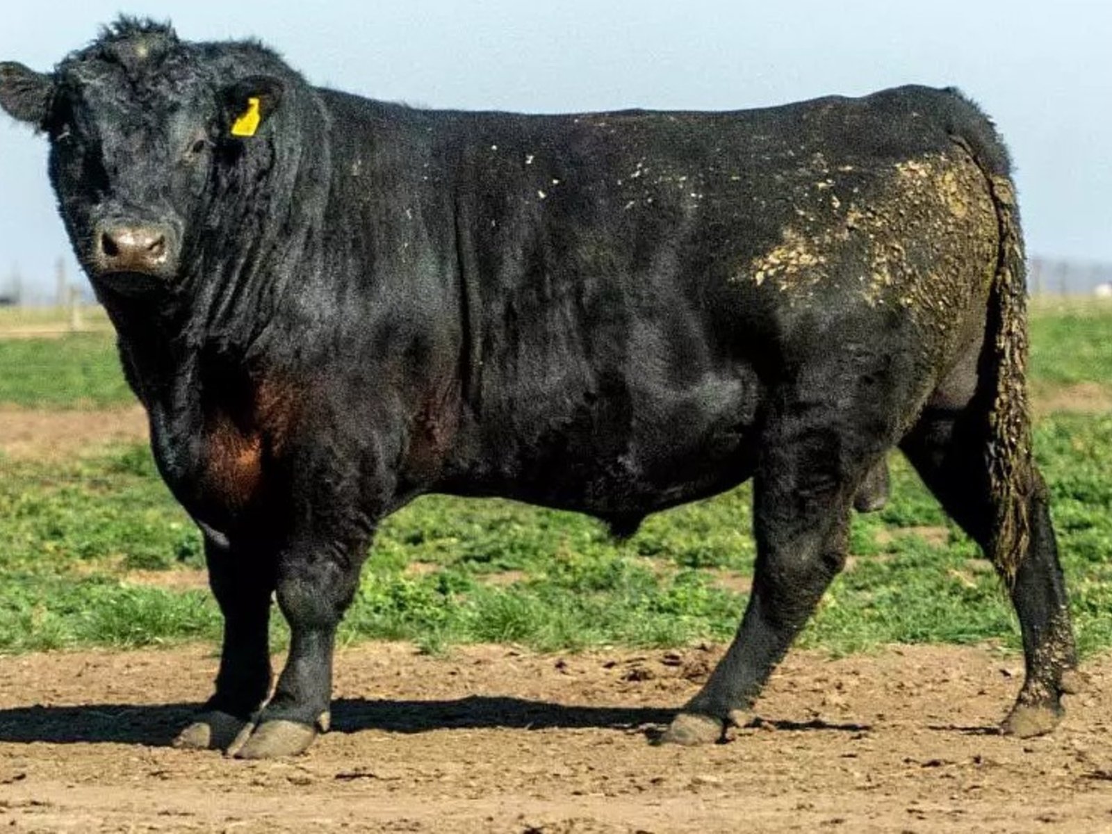 la insólita pelea que terminó con un toro castrado a cuchillo en medio del campo