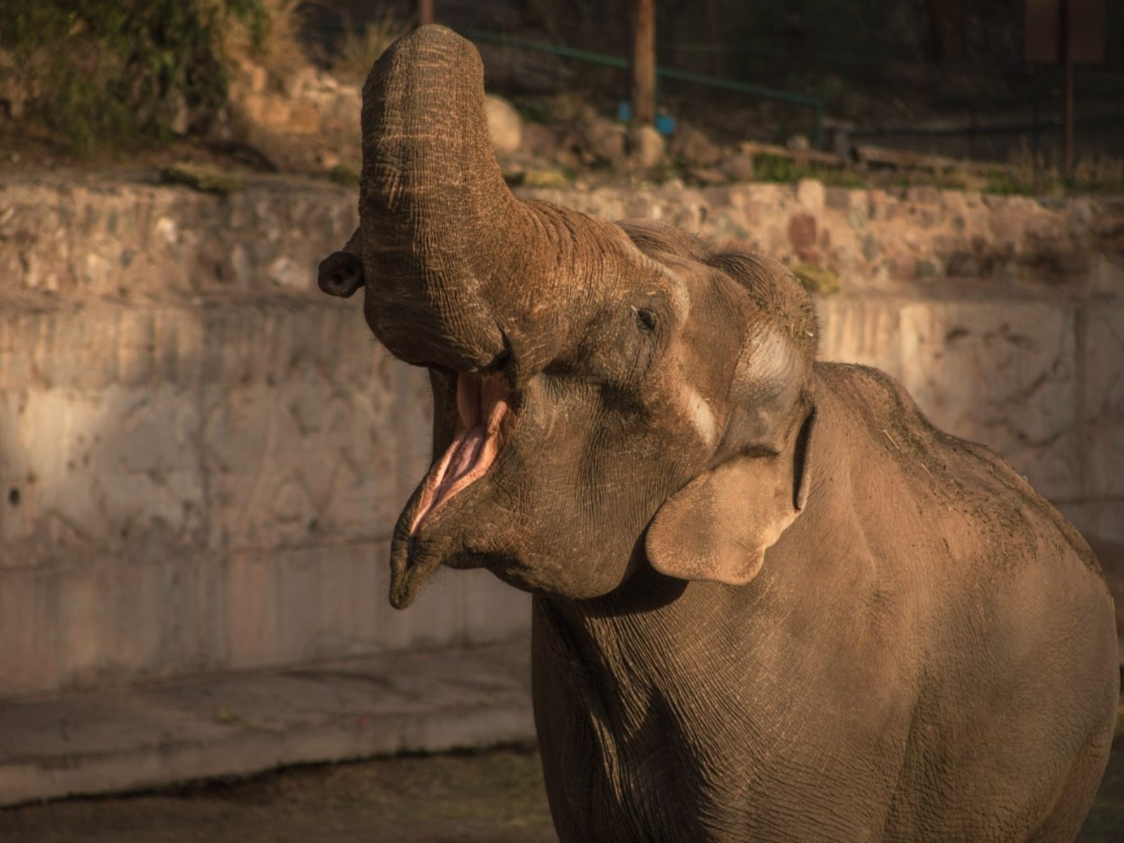 lo abandonó un circo y se preparaba para ir a un santuario en Brasil