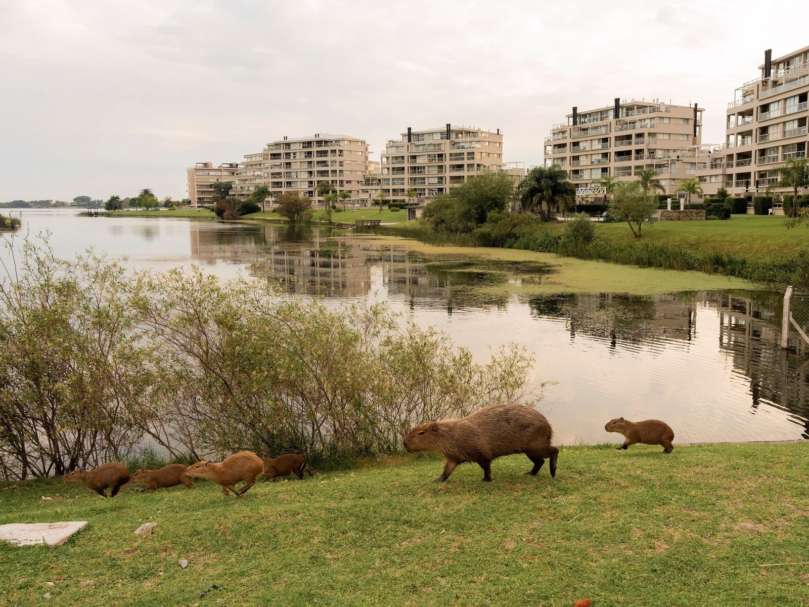 El Gobierno quiere crear una isla santuario para carpinchos en el Delta