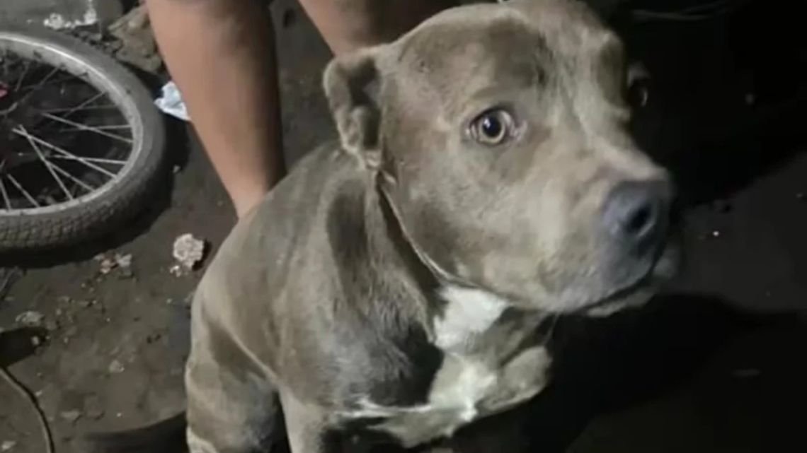 Hablaron los dueños de los perros que habrían atacado a un niño que murió en La Plata